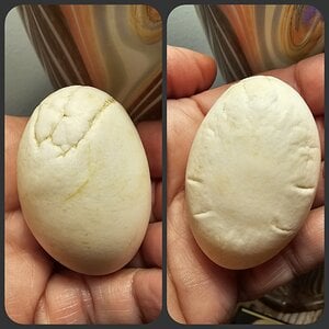 Odd shape egg